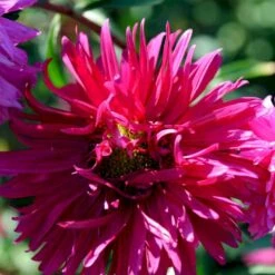 Sommerasters Dobbelt Mix Øko Callistephus Chinensis Double Mix Frøpose, Antal Pr. Pakke, Ca. 12 Stk. -Osmo Salgsbutik p34775 54691 callistephus chinensis double mix 8649