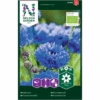 Høj Kornblomst Øko Centaurea Cyanus -Osmo Salgsbutik p34776 34757 centaurea cyanus 1390