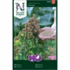 Quinoa 'Vikinga' Chenopodium Quinoa 'Vikinga' -Osmo Salgsbutik p34777 34758 chenopodium quinoa vikinga fa4e