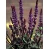 Staude-Salvie 'Caradonna' Salvia Nemorosa 'Caradonna' 1 Liter Potte -Osmo Salgsbutik p3477 36399 salvia nemorosa caradonna d525