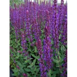 Staude-Salvie 'Caradonna' Salvia Nemorosa 'Caradonna' 1 Liter Potte -Osmo Salgsbutik p3477 36400 salvia nemorosa caradonna d530
