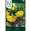Græskar 'Sunseanse' F1 Cucurbita Pepo 'Sunseanse' F1 -Osmo Salgsbutik p34780 34761 cucurbita pepo sunseanse f1 1622