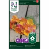 Californisk Guldvalmue 'Candy' Mix Eschscholzia Californica 'Candy' Mix -Osmo Salgsbutik p34782 34763 eschscholzia californica candy mix c459