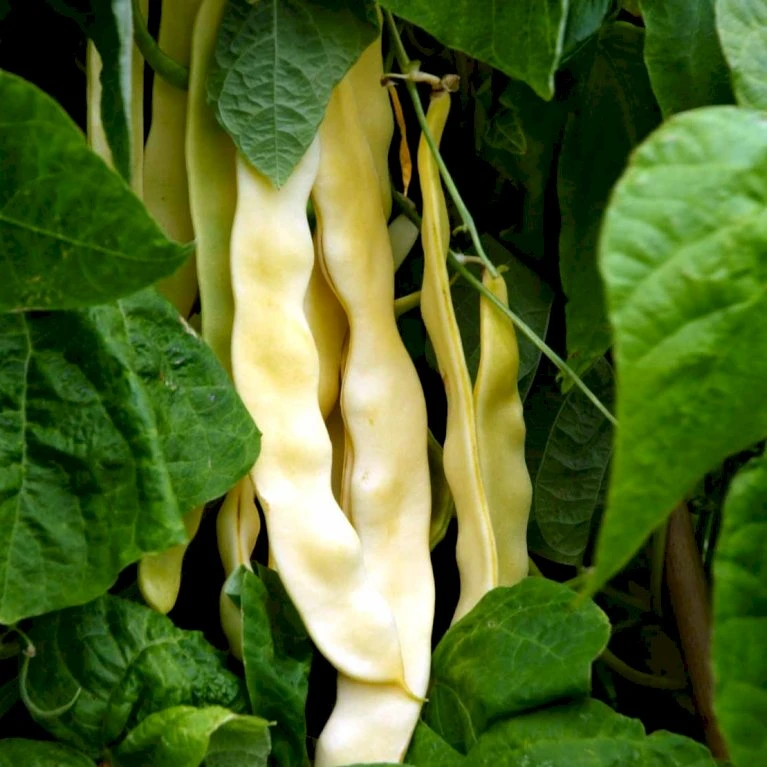 Voksbønne 'Dior' Øko Phaseolus Vulgaris 'Dior' 4 Voksbønne 'Dior' Øko Phaseolus Vulgaris 'Dior' - Billede 2