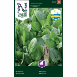 Spinat 'Matador' Spinacia Oleracea L. 'Matador'