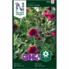 Frøkenhat 'Cresto! Violet' Zinnia Elegans 'Cresto! Violet' 2 Frøkenhat 'Cresto! Violet' Zinnia Elegans 'Cresto! Violet' -Osmo Salgsbutik p34800 34781 zinnia elegans cresto violet f3b9