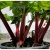 Rabarber 'Sutton Seedless' Rheum 'Sutton Seedless' (vinrabarber) 3,5 Liter Potte -Osmo Salgsbutik p34856 34999 rheum rhabarbarum sutton seedless 4772