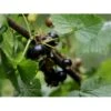 Solbær 'Ben Tron' Ribes Nigrum 'Ben Tron' 3,5 Liter Potte -Osmo Salgsbutik p34888 35088 ribes nigrum ben tron 01df