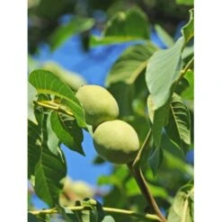 Valnød 'Chandler' Juglans Regia 'Chandler' Alletræ, Stammeomkreds 8-10 Cm. Med Potte