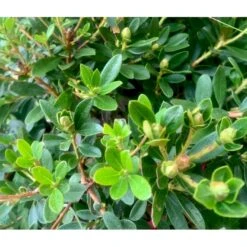 'Bloombux Magenta' Rhododendron X Micrantha 'Bloombux Magenta' 2 Liter Potte -Osmo Salgsbutik p35311 36555 rhododendron micrantha bloombux magenta a403