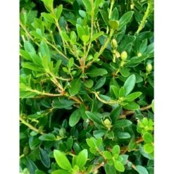 'Bloombux Magenta' Rhododendron X Micrantha 'Bloombux Magenta' 2 Liter Potte -Osmo Salgsbutik p35311 36556 rhododendron micrantha bloombux magenta 2f0b