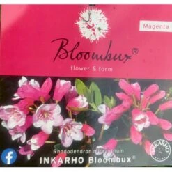 'Bloombux Magenta' Rhododendron X Micrantha 'Bloombux Magenta' 2 Liter Potte -Osmo Salgsbutik p35311 36557 rhododendron micrantha bloombux magenta 4805