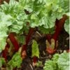 Rabarber 'Livingstone' Rheum 'Livingstone' (remonterende) 3,5 Liter Potte 1 Rabarber 'Livingstone' Rheum 'Livingstone' (remonterende) 3,5 Liter Potte -Osmo Salgsbutik p35341 36633 rheum livingstone ec5d