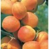 Abrikos 'Bergeron' Prunus Armeniaca 'Bergeron' 5 Liter Potte -Osmo Salgsbutik p3544 21395 prunus armeniaca bergeron ab66