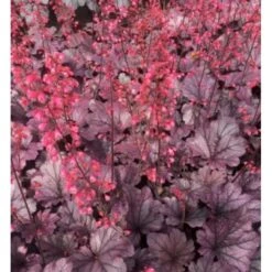 Alunrod 'Grape Timeless' Heuchera 'Grape Timeless' 1 Liter Potte -Osmo Salgsbutik p35535 40701 heuchera grape timeless 46d5