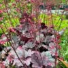 Alunrod 'Grape Timeless' Heuchera 'Grape Timeless' 1 Liter Potte -Osmo Salgsbutik p35535 52805 heuchera grape timeless d2e6