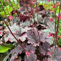 Alunrod 'Grape Timeless' Heuchera 'Grape Timeless' 1 Liter Potte -Osmo Salgsbutik p35535 52806 heuchera grape timeless 5b79