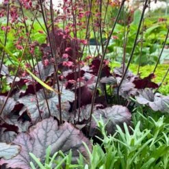 Alunrod 'Grape Timeless' Heuchera 'Grape Timeless' 1 Liter Potte -Osmo Salgsbutik p35535 52807 heuchera grape timeless 4de2