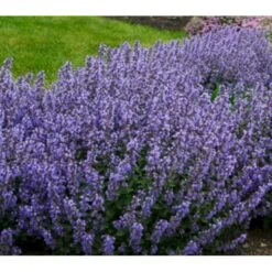 Blåkant 'Purrsian Blue' Nepeta Faassenii 'Purrsian Blue' 1 Liter Potte
