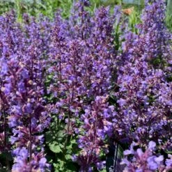 Blåkant 'Purrsian Blue' Nepeta Faassenii 'Purrsian Blue' 1 Liter Potte -Osmo Salgsbutik p35537 48911 nepeta faassenii purrsian blue fdc3