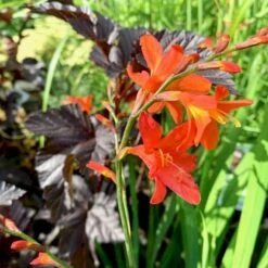 Montbretia 'Orange Pekoe' Crocosmia 'Orange Pekoe' 1 Liter Potte