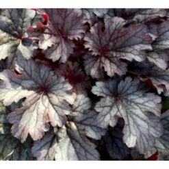 Alunrod 'Timeless Treasure' Heuchera 'Timeless Treasure' 1 Liter Potte -Osmo Salgsbutik p35583 37561 heuchera timeless treasure 4915