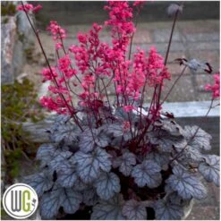 Alunrod 'Timeless Treasure' Heuchera 'Timeless Treasure' 1 Liter Potte -Osmo Salgsbutik p35583 40700 heuchera timeless treasure 732f