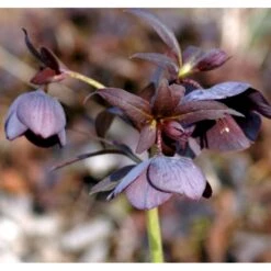 Julerose Hybrid 'Metallic Blue Lady' Helleborus Hybrid 'Metallic Blue Lady' 1 Liter Potte -Osmo Salgsbutik p35684 37866 helleborus hybrid metallic blue lady b946