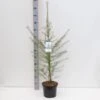 Europæisk Lærk Larix Decidua Potte 5,0 Liter,- 80-100 Cm. 1 Europæisk Lærk Larix Decidua Potte 5,0 Liter,- 80-100 Cm. -Osmo Salgsbutik p35689 38864 image b69a