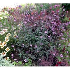 Læge-Jernurt 'Bampton' Verbena Officinalis 'Bampton' 1 Liter Potte -Osmo Salgsbutik p35694 40170 verbena officinalis bampton ceca