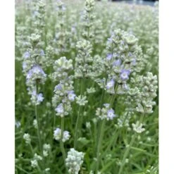 Lavendel 'White Summer' Lavandula Angustifolia 'White Summer' 10 Cm Potte