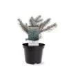 Blågran 'Karpaten' Picea Pungens 'Karpaten' Potte 3,0 Liter,- 20-25 Cm. -Osmo Salgsbutik p35834 39618 picea pungens karpaten 58cb