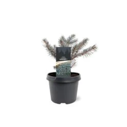 Blågran 'Karpaten' Picea Pungens 'Karpaten' Potte 3,0 Liter,- 20-25 Cm. -Osmo Salgsbutik p35834 43353 picea pungens karpaten b653
