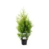 Almindelig Thuja 'Golden Brabant' Thuja Occidentalis 'Golden Brabant' Potte 3,0 Liter,- 60-70 Cm. 1 Almindelig Thuja 'Golden Brabant' Thuja Occidentalis 'Golden Brabant' Potte 3,0 Liter,- 60-70 Cm. -Osmo Salgsbutik p35837 38926 thuja occidentalis golden brabrant bb90