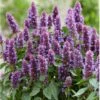 Anisisop 'Beelicious Purple' Agastache 'Beelicious Purple' 1 Liter Potte -Osmo Salgsbutik p35843 39089 agastache beelicious purple 5170