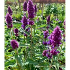 Anisisop 'Beelicious Purple' Agastache 'Beelicious Purple' 1 Liter Potte 7 Anisisop 'Beelicious Purple' Agastache 'Beelicious Purple' 1 Liter Potte -Osmo Salgsbutik p35843 48907 agastache beelicious purple 0c8b