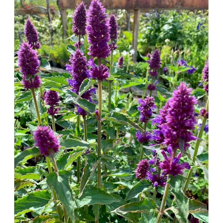 Anisisop 'Beelicious Purple' Agastache 'Beelicious Purple' 1 Liter Potte 5 Anisisop 'Beelicious Purple' Agastache 'Beelicious Purple' 1 Liter Potte - Billede 3