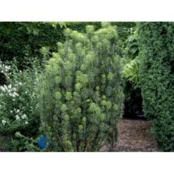 Blommebladet Taks 'Fastigiata' Cephalotaxus Harringtonia 'Fastigiata' Potte 5,0 Liter,- 50-60 Cm. -Osmo Salgsbutik p3587 2666 cephalotaxus harringtonia fastigiata b374
