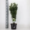 Blommebladet Taks 'Fastigiata' Cephalotaxus Harringtonia 'Fastigiata' Potte 5,0 Liter,- 50-60 Cm. -Osmo Salgsbutik p3587 33419 cephalotaxus harringtonia fastigiata 0ea5