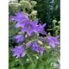 Nælde-Klokke Campanula Trachelium 2 Liter Potte -Osmo Salgsbutik p35983 41069 campanula trachelium 511b