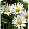 Okseøje Leucanthemum Vulgare Potte 0,5 Liter 2 Okseøje Leucanthemum Vulgare Potte 0,5 Liter -Osmo Salgsbutik p35986 41146 leucanthemum vulgare 91a5