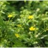 Sølvpotentil Potentilla Argentea 2 Liter Potte -Osmo Salgsbutik p35988 39748 potentilla argentea 1abc