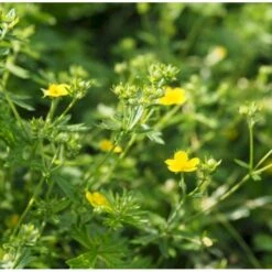 Sølvpotentil Potentilla Argentea 2 Liter Potte