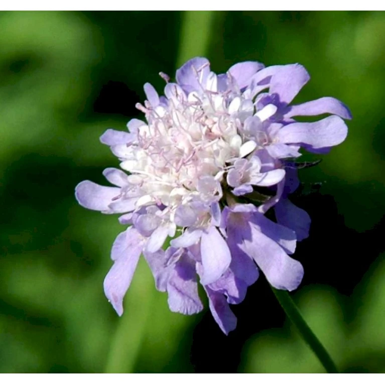 Dueskabiose Scabiosa Columbaria Potte 0,5 Liter 3 Dueskabiose Scabiosa Columbaria Potte 0,5 Liter