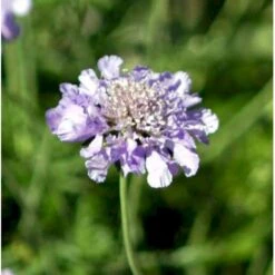 Dueskabiose Scabiosa Columbaria Potte 0,5 Liter 7 Dueskabiose Scabiosa Columbaria Potte 0,5 Liter -Osmo Salgsbutik p35989 39728 scabiosa columbaria 0153