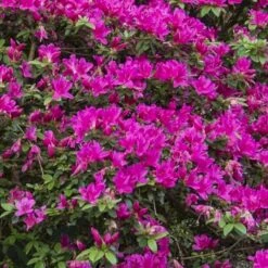 Japansk Azalea 'Vason' Rhododendron 'Vason' 2 Liter Potte