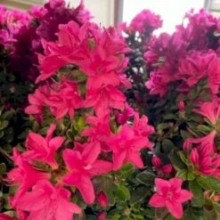 Japansk Azalea 'Vason' Rhododendron 'Vason' 2 Liter Potte -Osmo Salgsbutik p36020 50833 rhododendron vason 4436