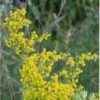 Gul Snerre (Jomfru Marias Sengehalm) Galium Verum 10 Cm Potte -Osmo Salgsbutik p36029 39587 galium verum 75fa