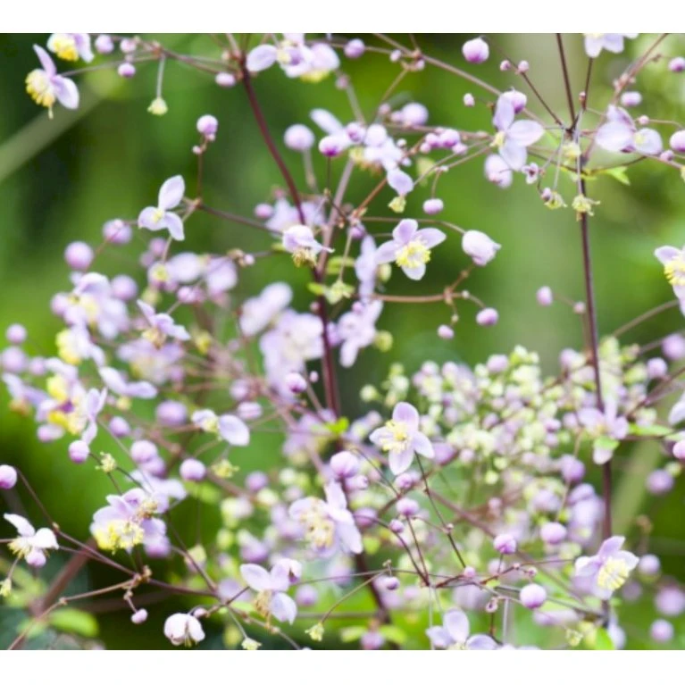 Kæmpe Violfrøstjerne 'Elin' Thalictrum 'Elin' 1 Liter Potte 3 Kæmpe Violfrøstjerne 'Elin' Thalictrum 'Elin' 1 Liter Potte