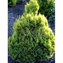 Dværg Ædelcypres 'Minima Aurea' Chamaecyparis Lawsoniana 'Minima Aurea' Potte 3,0 Liter,- 25-30 Cm. -Osmo Salgsbutik p3631 2705 chamaecyparis lawsoniana minima aurea 6464
